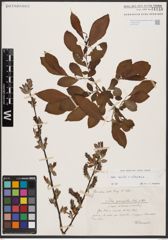 Salix aurita L. x Salix silesiaca Willd.